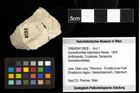 Foto (Objekt + Etiketten) von Goniodromites bidentatus (Reuss, 1859) 